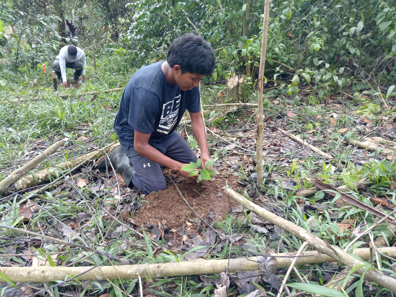 Siembra de especies forestales